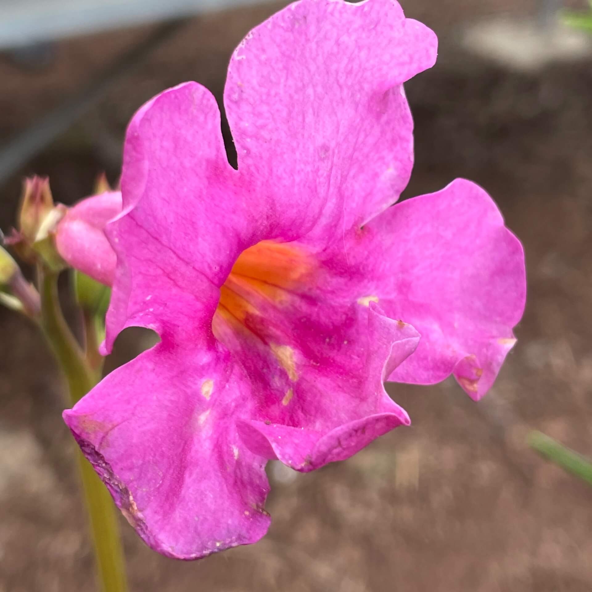 Freilandgloxinie (Incarvillea delavayi)