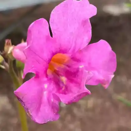 Foto von Freilandgloxinie (Incarvillea delavayi)