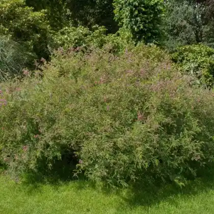 Foto von Himalaja-Indigostrauch (Indigofera heterantha)