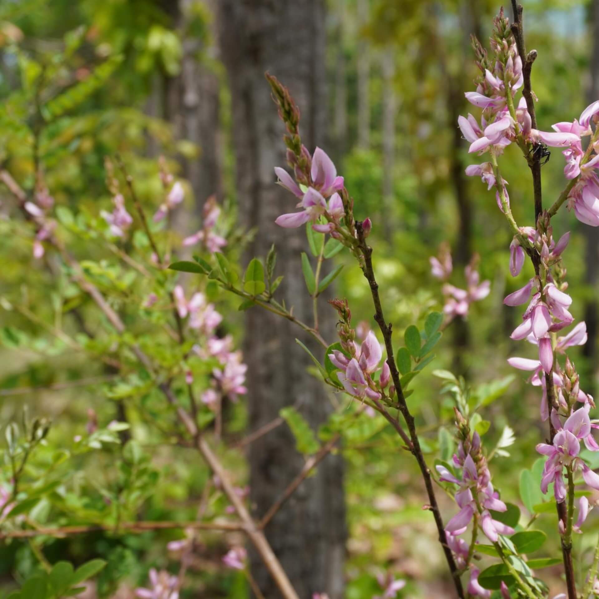 Färber-Indigostrauch (Indigofera tinctoria)