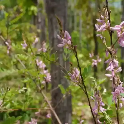 Foto von Färber-Indigostrauch (Indigofera tinctoria)