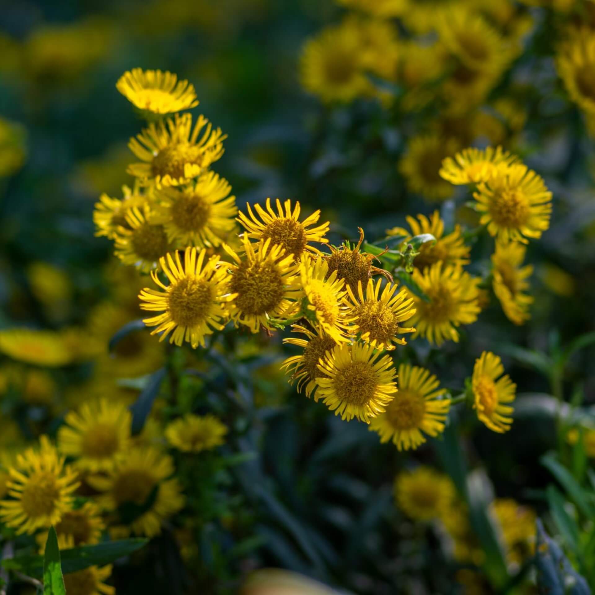 Wiesen-Alant (Inula britannica)