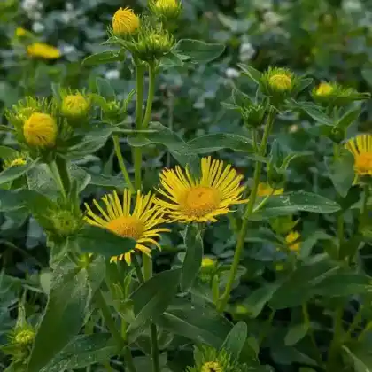 Foto von Wiesen-Alant (Inula britannica)