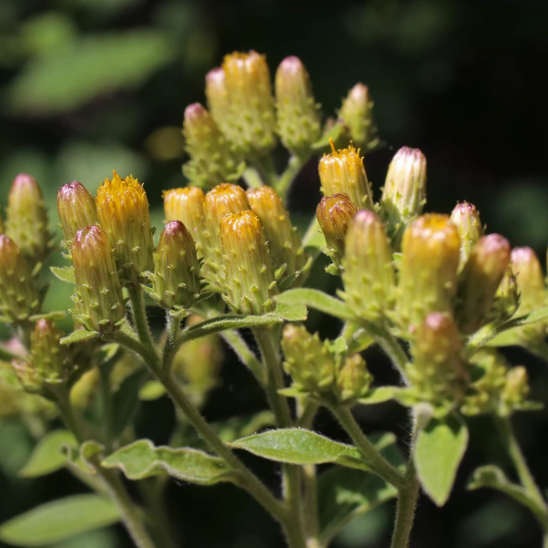 Dürrwurz-Alant (Inula conyzae)