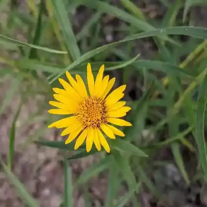 Foto von Schwert-Alant (Inula ensifolia)