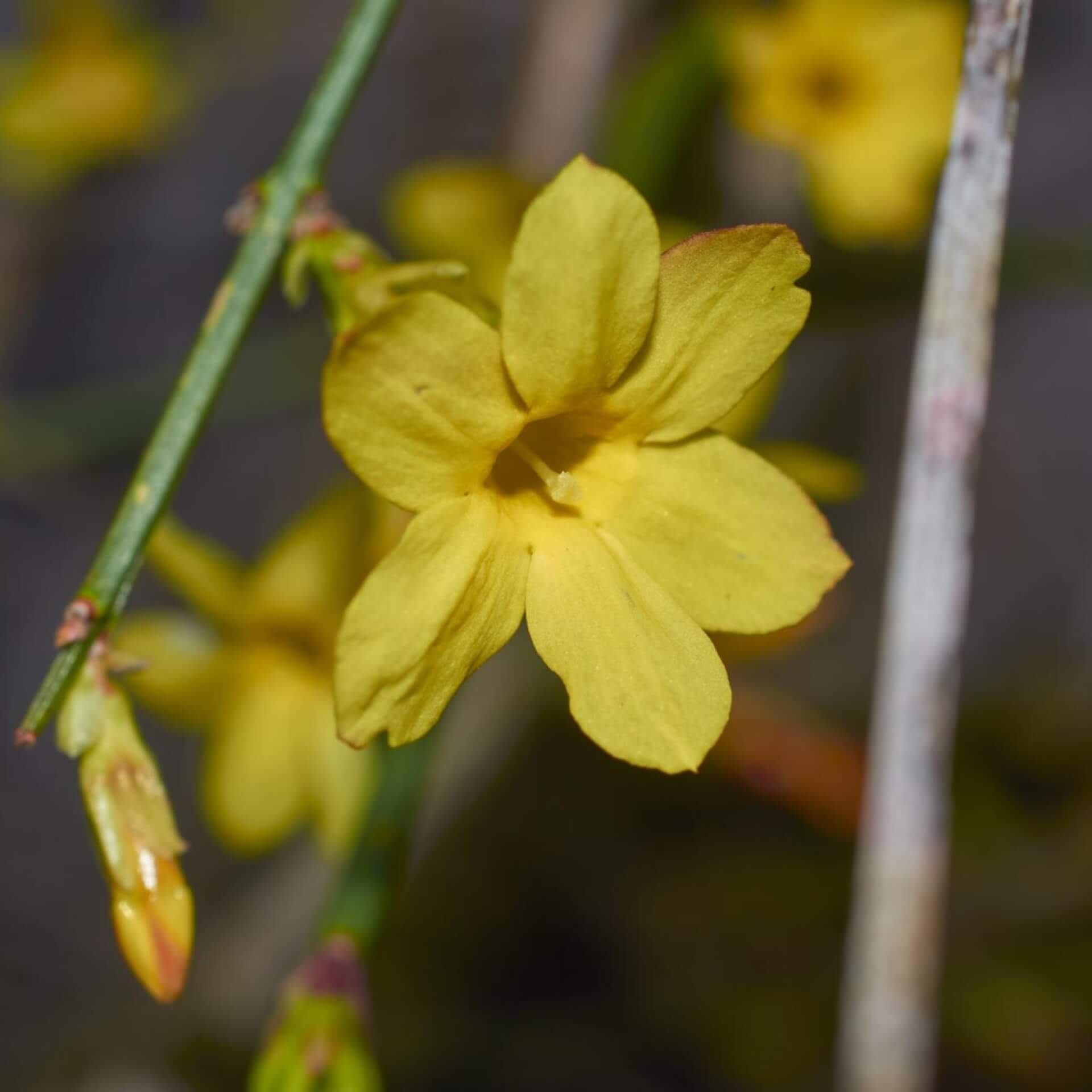 Felsen-Steinkraut 'Compactum' (Alyssum saxatile 'Compactum')