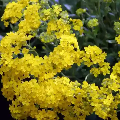 Foto von Felsen-Steinkraut 'Compactum' (Alyssum saxatile 'Compactum')