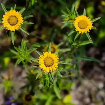 Foto von Schwertblättriger Alant 'Compacta' (Inula ensifolia 'Compacta')