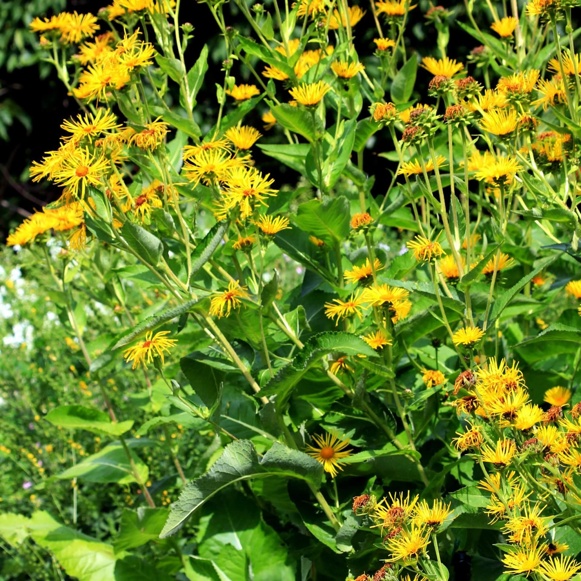 Echter Alant (Inula helenium)