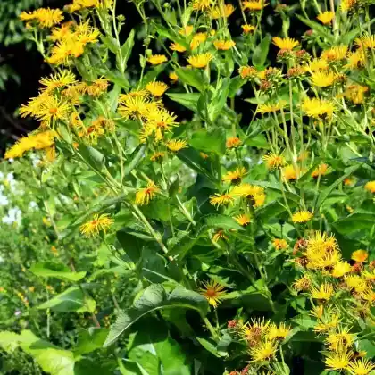 Foto von Echter Alant (Inula helenium)