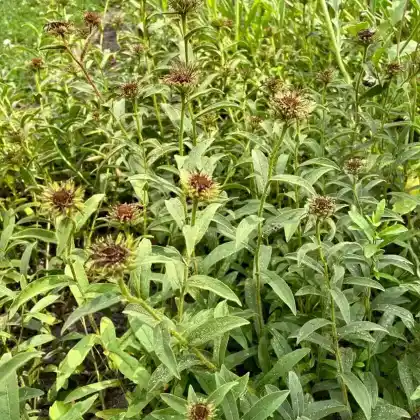 Foto von Rauer Alant (Inula hirta)
