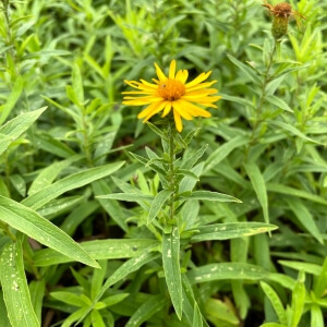 Inula salicina