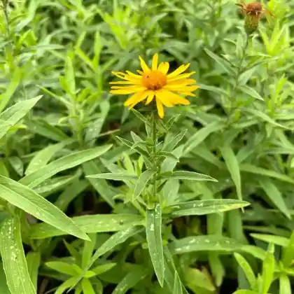 Foto von Weidenblättriger Alant (Inula salicina)