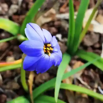 Foto von Sternblume 'Rolf Fiedler' (Ipheion uniflorum 'Rolf Fiedler')
