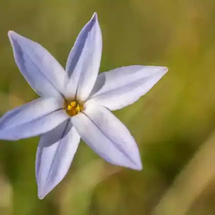 Foto von Sternblume 'White Star' (Ipheion uniflorum 'White Star')