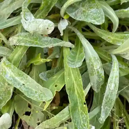 Foto von Felsen-Steinkraut 'Sulphureum' (Alyssum saxatile 'Sulphureum')