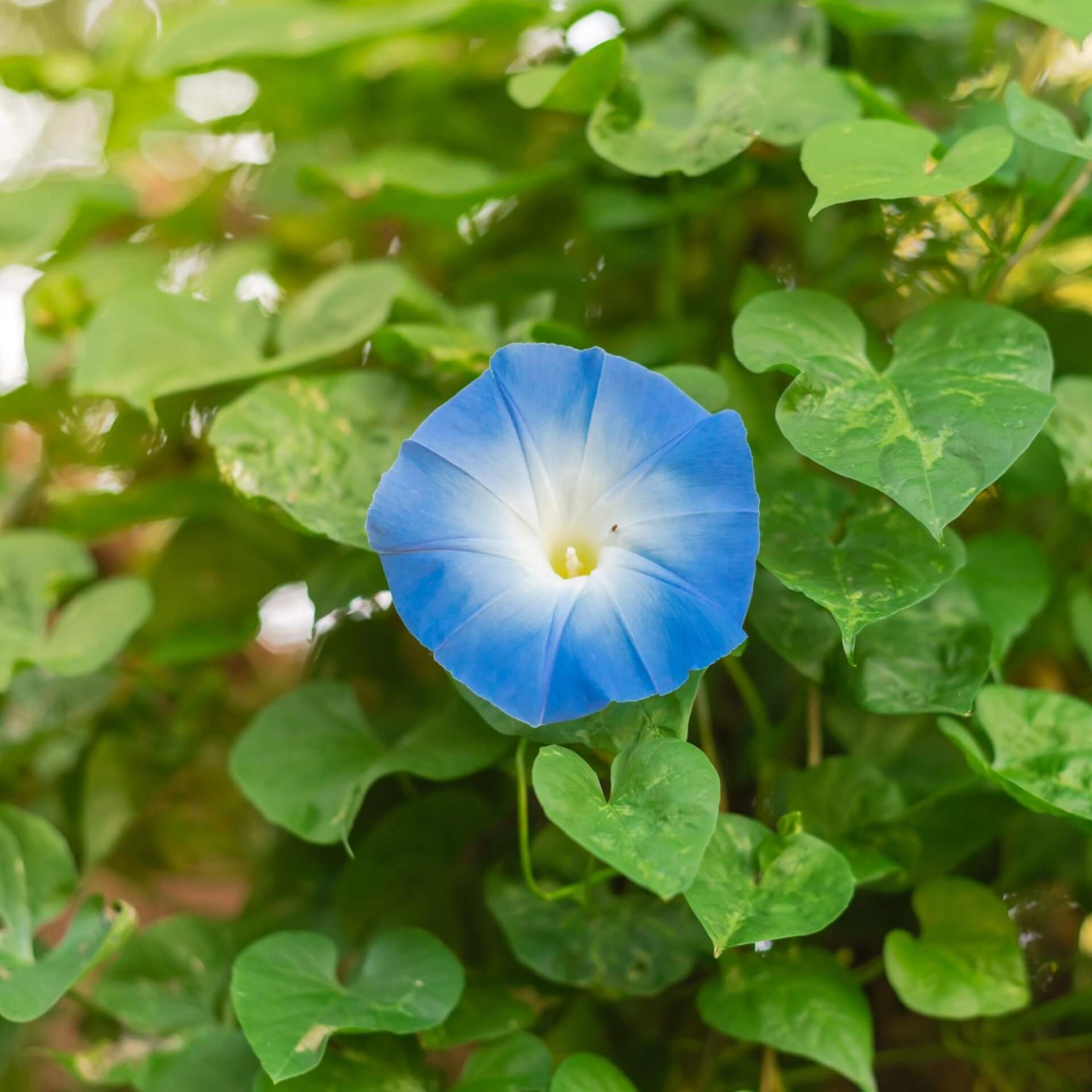 Himmelblaue Prunkwinde (Ipomoea tricolor)