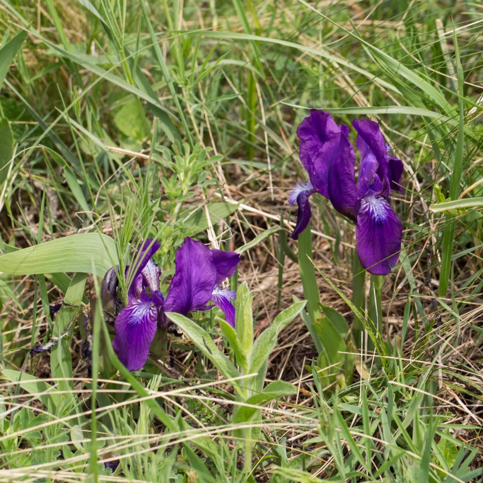 Nacktstengelige Schwertlilie (Iris aphylla)