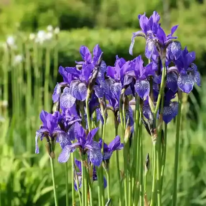 Foto von Goldstreifen-Schwertlilie (Iris chrysographes)