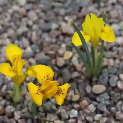 Foto von Danford-Schwertlilie (Iris danfordiae)