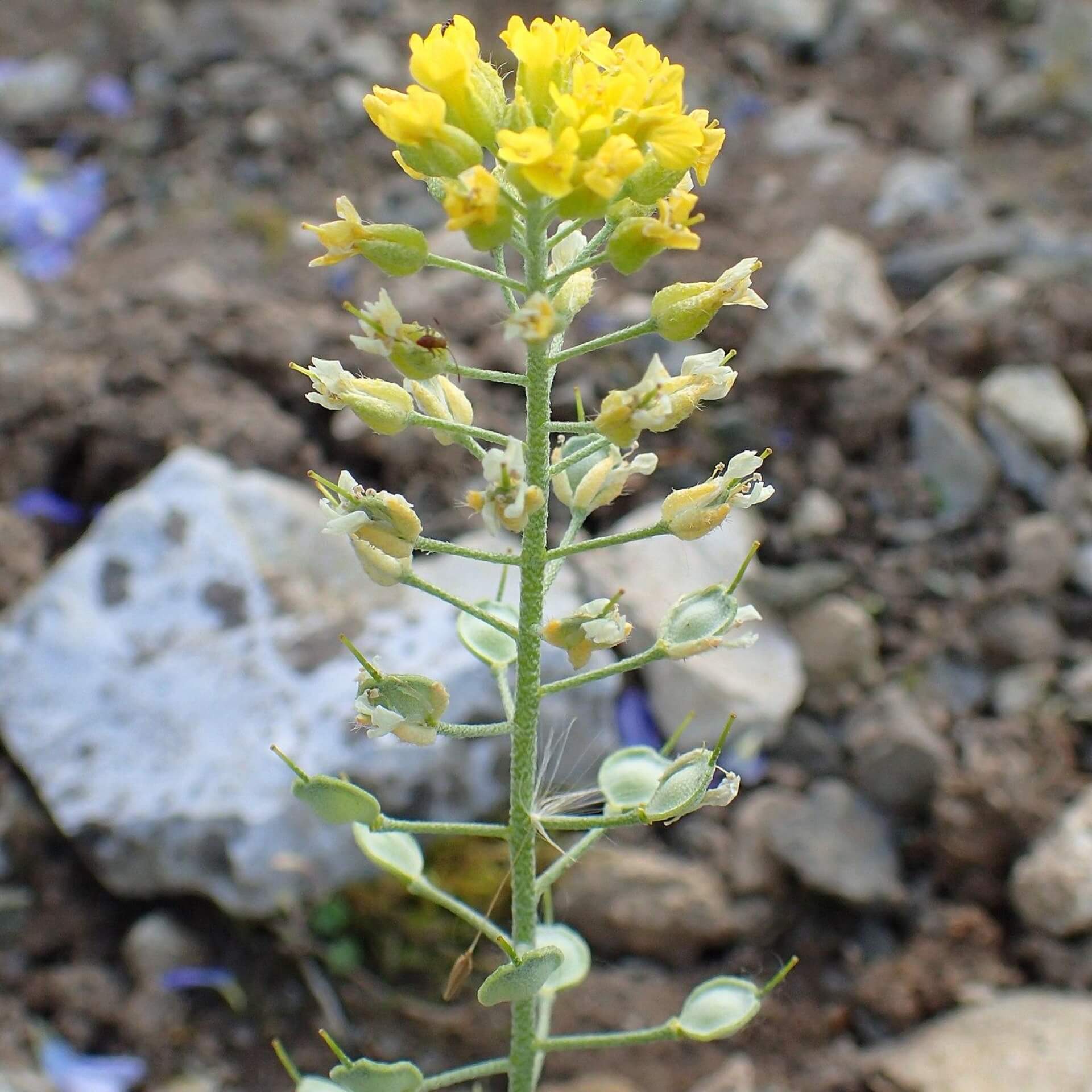 Wulfen-Steinkraut (Alyssum wulfenianum)