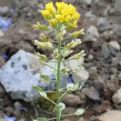 Foto von Wulfen-Steinkraut (Alyssum wulfenianum)