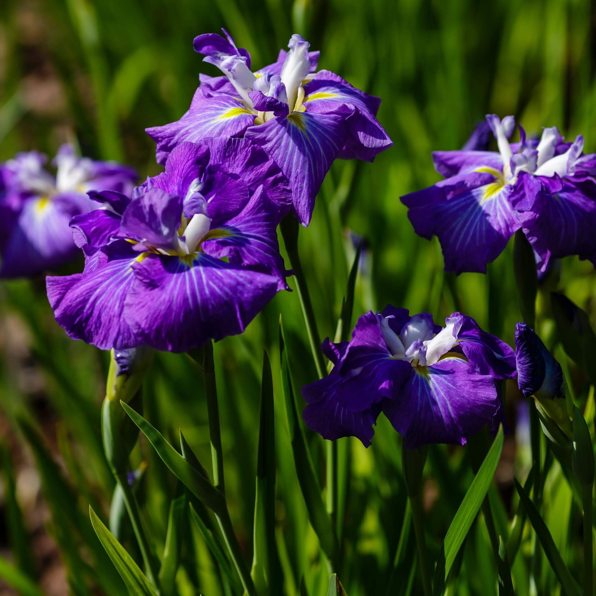 Japanische Sumpf-Schwertlilie (Iris ensata)