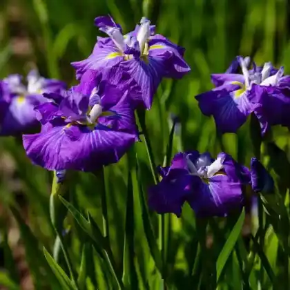Foto von Japanische Sumpf-Schwertlilie (Iris ensata)