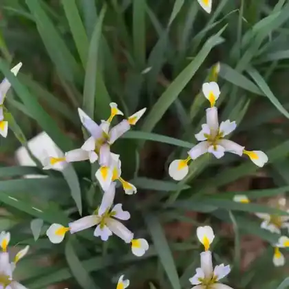 Foto von Forrest-Schwertlilie (Iris forrestii)