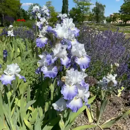 Foto von Deutsche Schwertlilie (Iris germanica)