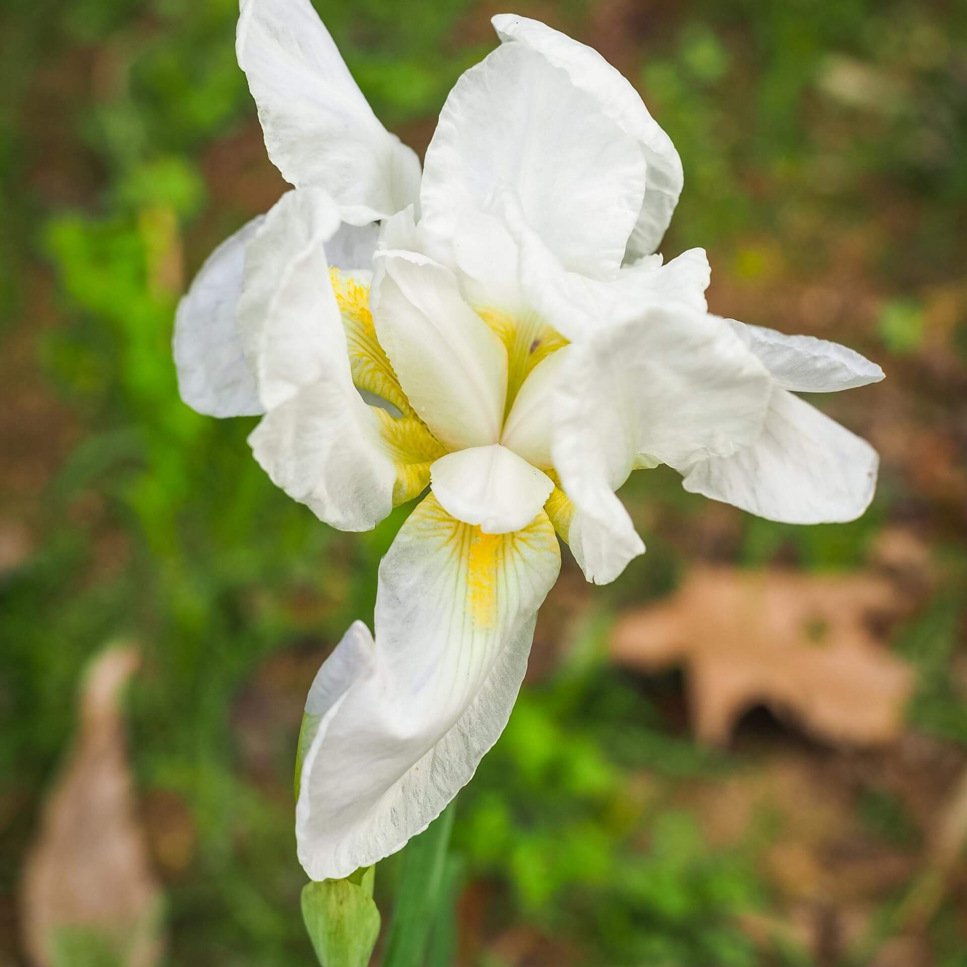 Deutsche Schwertlilie 'Florentina' (Iris germanica 'Florentina')