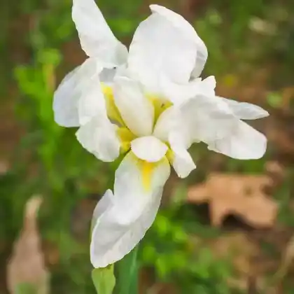 Foto von Deutsche Schwertlilie 'Florentina' (Iris germanica 'Florentina')