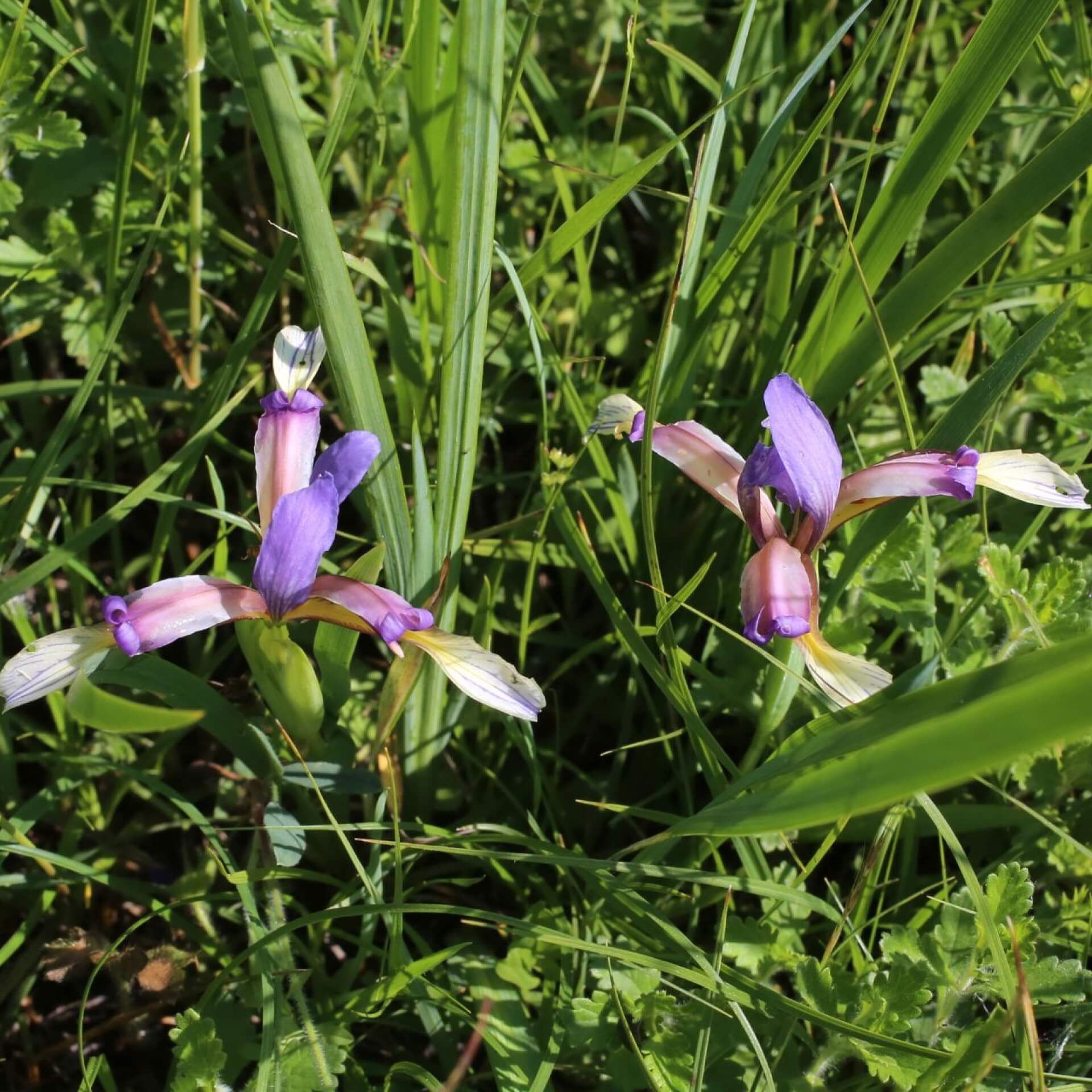 Gras-Schwertlilie (Iris graminea)