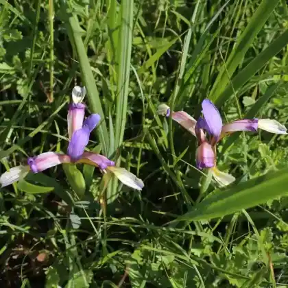 Foto von Gras-Schwertlilie (Iris graminea)