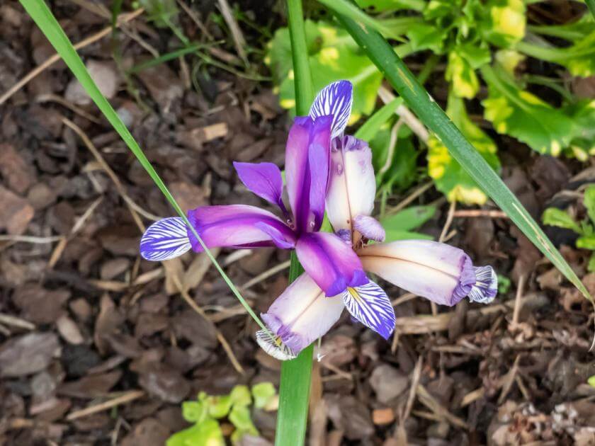 GrasSchwertlilie / Iris graminea