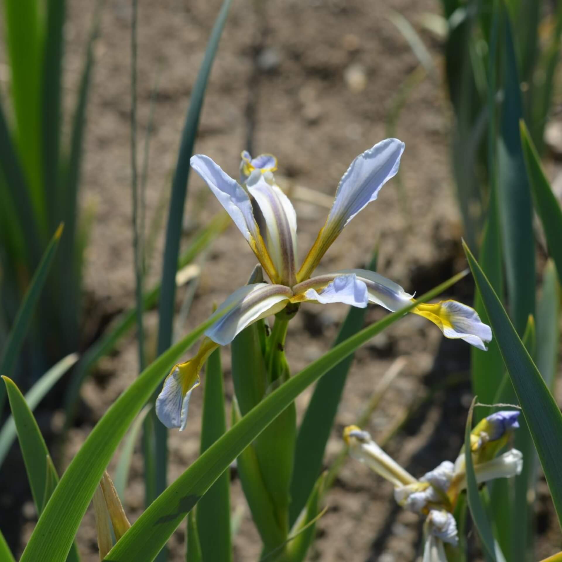 Steppen-Iris (Iris halophila)