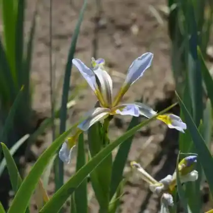Foto von Steppen-Iris (Iris halophila)