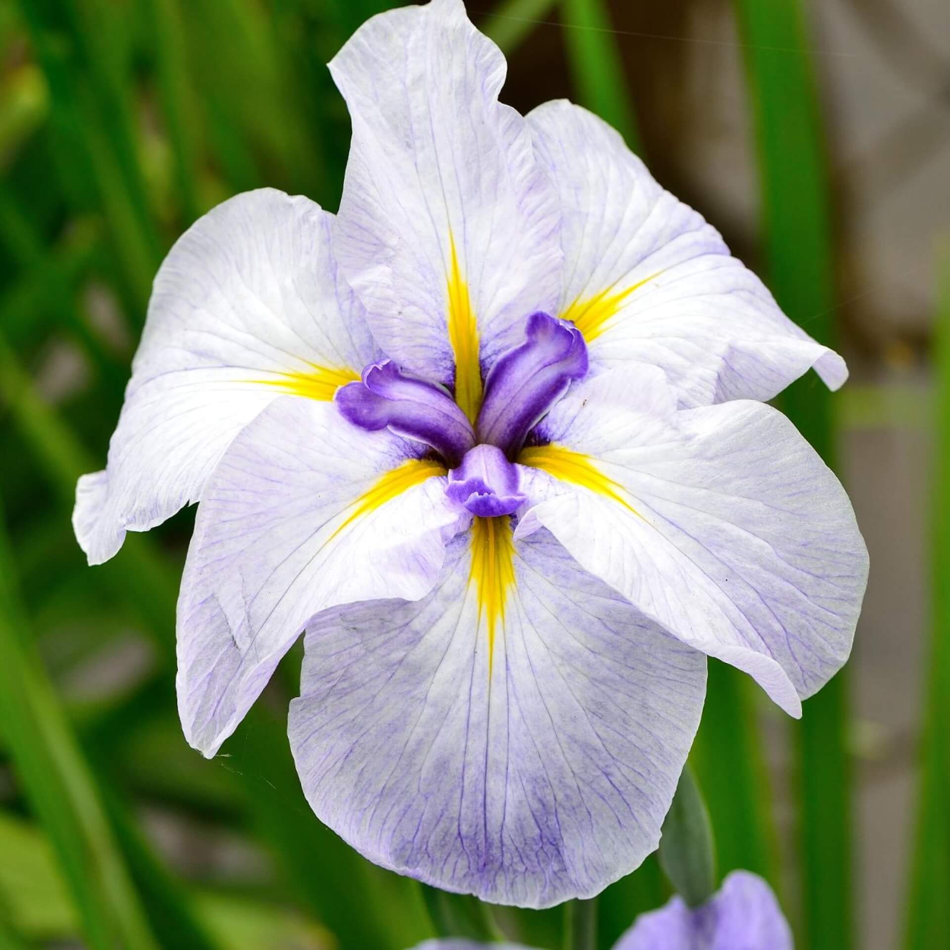 Asiatische Sumpf-Schwertlilie (Iris laevigata)