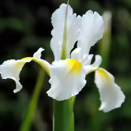 Foto von Orientalische Schwertlilie (Iris orientalis)