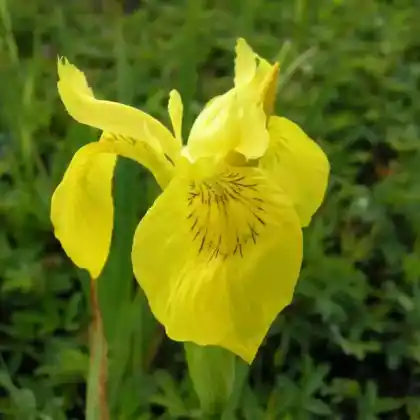Foto von Sumpf-Schwertlilie (Iris pseudacorus)