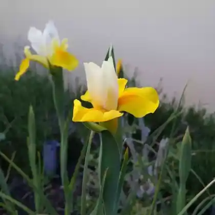 Foto von Sumpf-Schwertlilie (Iris pseudacorus)