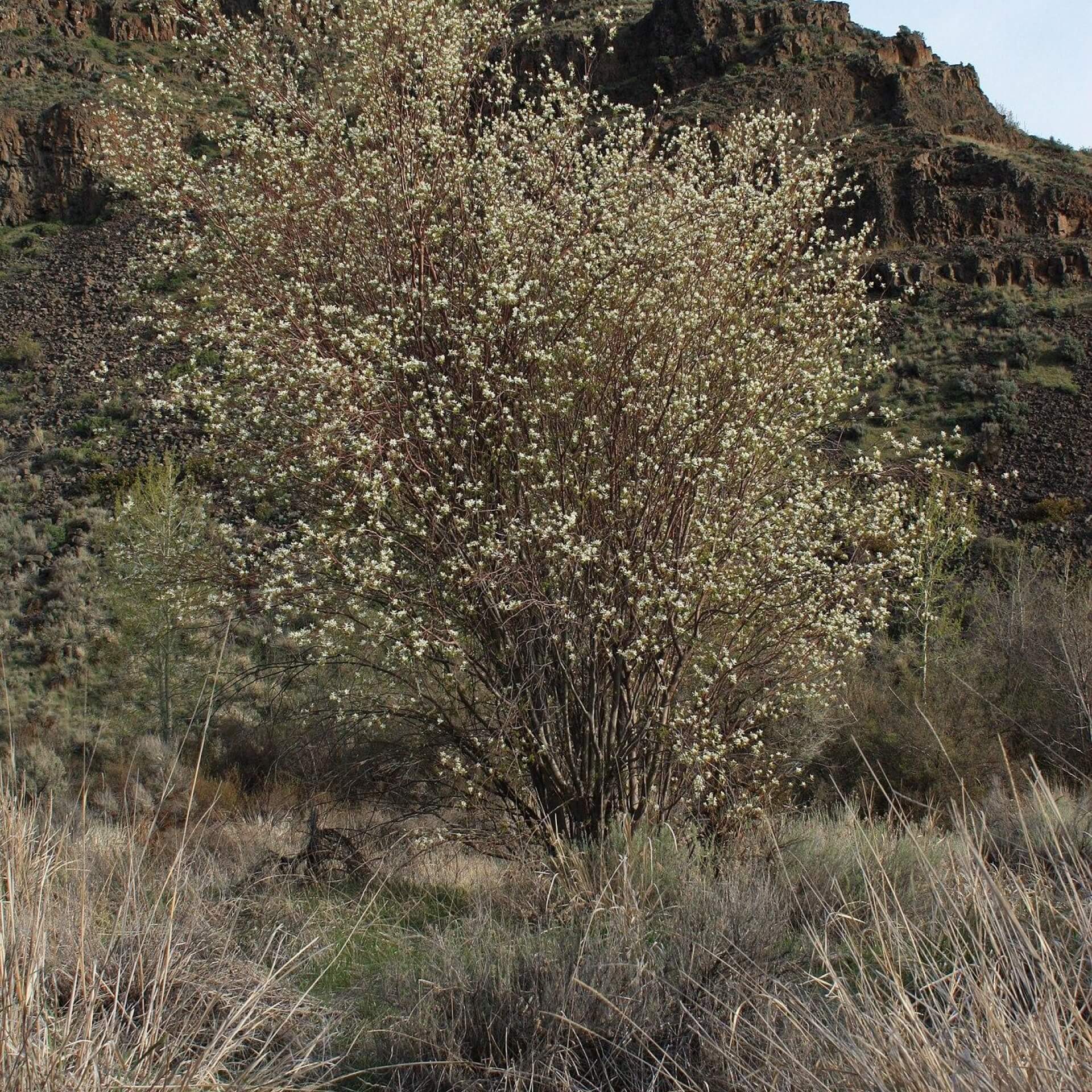 Erlenblättrige Felsenbirne (Amelanchier alnifolia)