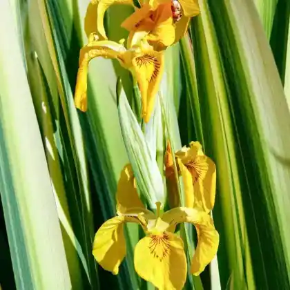 Foto von Sumpf-Schwertlilie 'Variegata' (Iris pseudacorus 'Variegata')