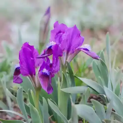 Foto von Zwerg-Schwertlilie (Iris pumila)