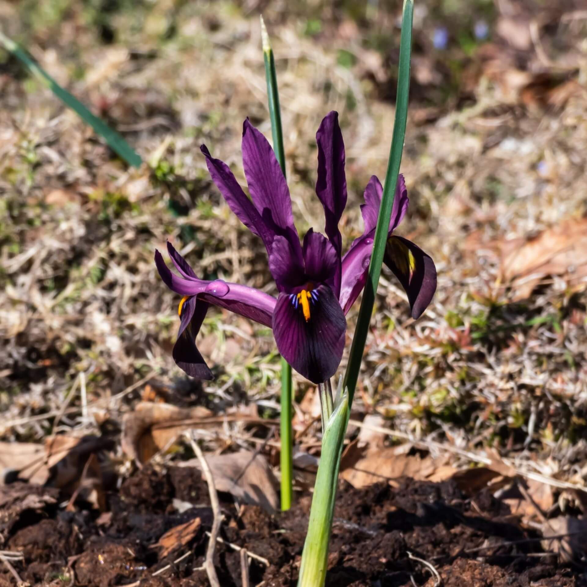 Netzblatt-Schwertlilie (Iris reticulata)