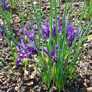 Netzblatt-Schwertlilie (Iris reticulata)