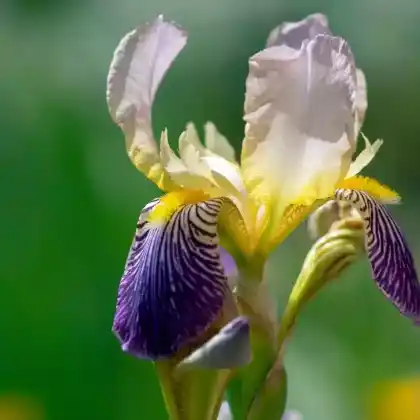 Foto von Holunder-Schwertlilie (Iris sambucina)
