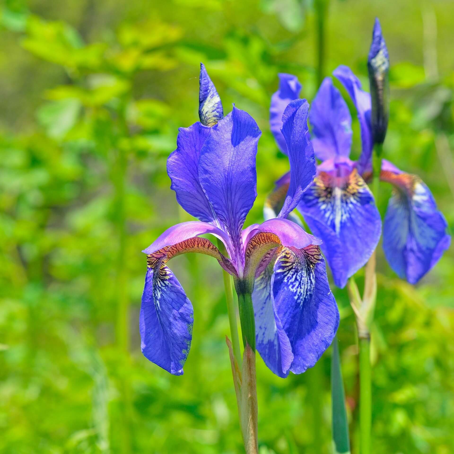 Borsten-Schwertlilie (Iris setosa)