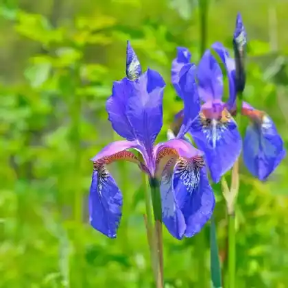 Foto von Borsten-Schwertlilie (Iris setosa)