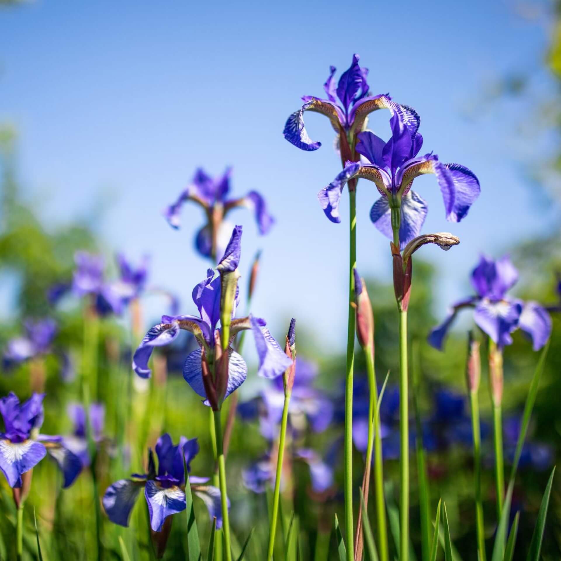 Sibirische Schwertlilie (Iris sibirica)